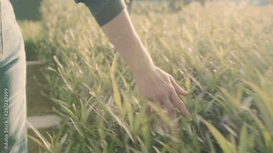 Close up rear view of young women walking on the meadow field in summer, her hand is touching and stroking top of meadow under sunlight, Slow motion 4k video footage