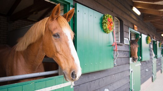 What you can do to keep your stabled horse happy and healthy, with advice from a vet