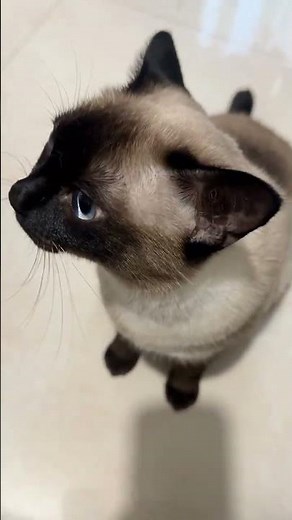 Unbeatable adorable black cat meows: Discover the Siamese feline's daily vocal adventures