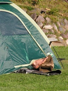 Cook County Camping Expansion to be Discussed Wednesday, Thursday