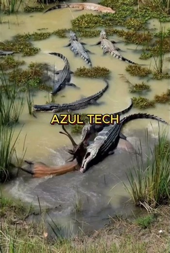 LIONS REVENGE ON THE WICKED CROCODILE #shorts #shortvideo #crocodile