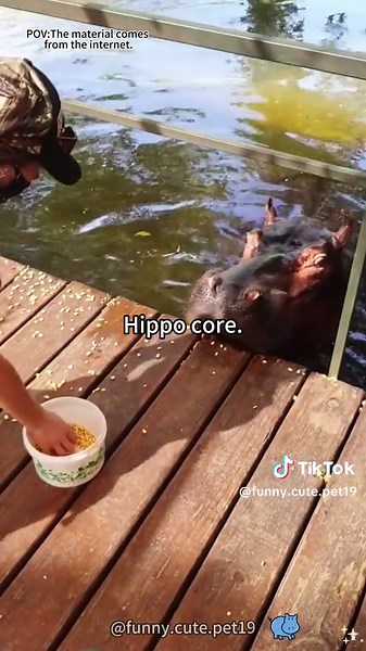 Funny.Cute.Pet19 on TikTok