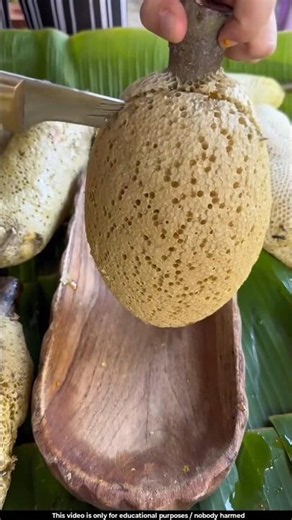 This is wild honey, a rare and highly prized natural delicacy 😲l #honey