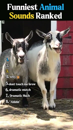 Top Funniest Animal Sounds 😂 | Ranked & Reviewed!