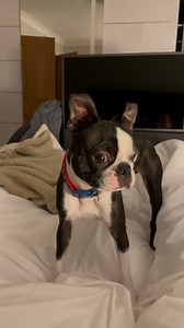 115K views · 7K reactions | Does my dog have a single brain cell?  | Daz Black | Facebook