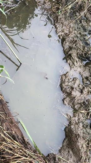 Snake feeding in the water