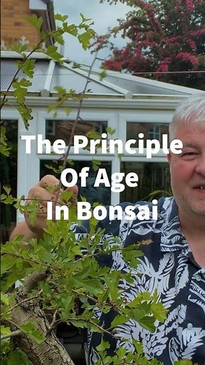 How To Make Your Bonsai Look Older