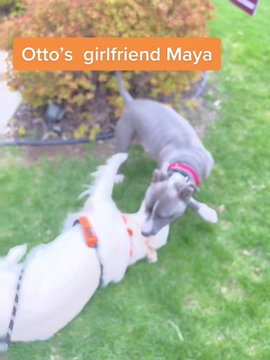 After many requests, have to show everyone the puppy love betwen Otto and Maya. #otto #pitbullsoftiktok
