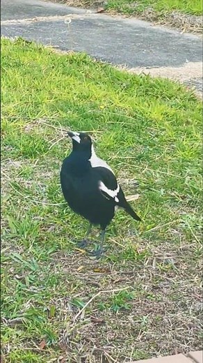 The Smart and Fearless Australian Magpie #animalshorts