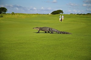 Florida’s 5 Best Golf Towns in Florida
