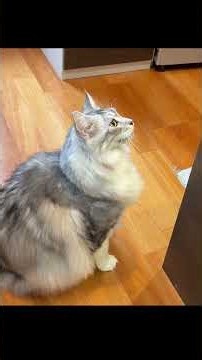 ごはんを催促する大型猫・ごはんまだかな#shorts