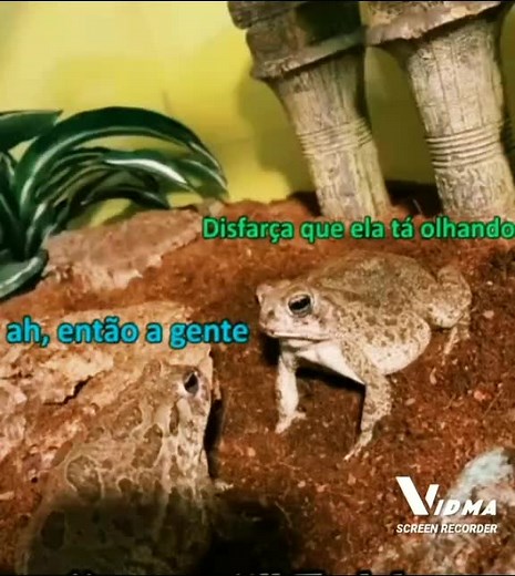 Toads in a Terrarium: A Close-Up Observation