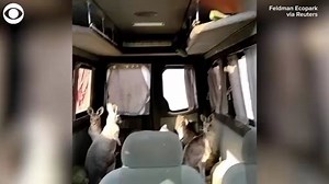 2.4K views · 55 reactions | Kangaroos and tapirs have been evacuated from a zoo in the war-torn Kharkiv region in Ukraine. Feldman Ecopark recently released video of them being moved to another part of Ukraine. | 9&10 News | Facebook