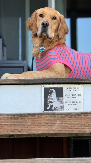 🌟 Great News Update! 🌟 I’m thrilled to share the wonderful news that Archie’s pathology reports came back benign! 🎉 This means he’s in the clear, and I couldn’t be more relieved. Thank you all for your incredible support, well wishes, and positive vibes throughout this time. Your kindness means the world to us. I can finally breathe again knowing that Archie is doing well. We’re looking forward to brighter days ahead. Thank you, everyone, for being there for us during this journey! We’re goin