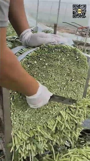 High-Speed Water Spinach Cutting by Hand