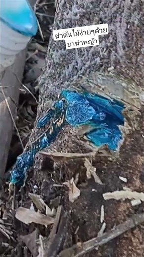 How to kill a large tree #How to kill a tree #How to get rid of a tree