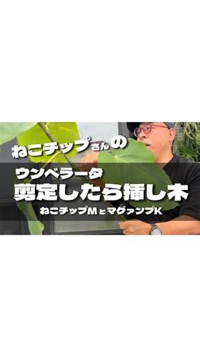 Yoshimasa Yamaoka on Instagram: "#ねこチップ #ねこの登り棒 #観葉植物 #ウンベラータ #anthurium #philodendron #monstera #挿し木 ぎゅ ぎゅっと！ 大事です！ 大画面はYoutubeで！ 2025/5/16 20:00 スタート！！！ 登録して！！！！！！！！"