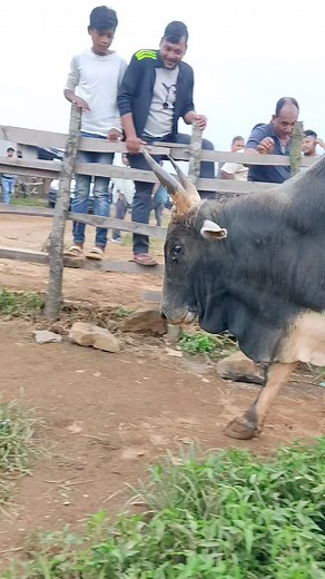 29K views · 178 reactions | Khlem pynslem lai u luboit sha trep #web #cricketchallenge #dance | Meghalaya Unique | Facebook