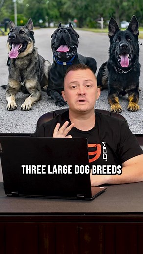 18K views · 235 reactions | Top 3 Large Dog Breeds We DON’T Recommend #dog #dogtrainer #dogbreeds | Mr David - Dog Lover | Facebook
