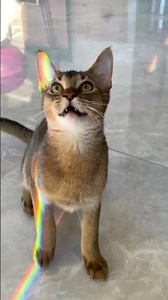 😱🐱 Amazing Abyssinian Cats Compilation 🚩 EP - 455