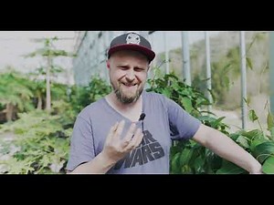 Papaya DIY | Wie Papayas in Deutschland züchten? |