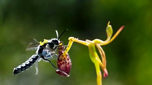 "The Green Planet" Seasonal Worlds (TV Episode 2022)