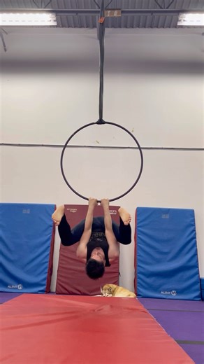 Straddle Pop to Backbend Fail #aerialhoop #lyra #acrobatics #circus