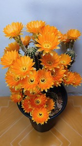 9.1K views · 750 reactions | A Chinese young man spent 10 hours recording how a blooming #cactus burst into color and life. #timelapse | Xi's Moments | Facebook