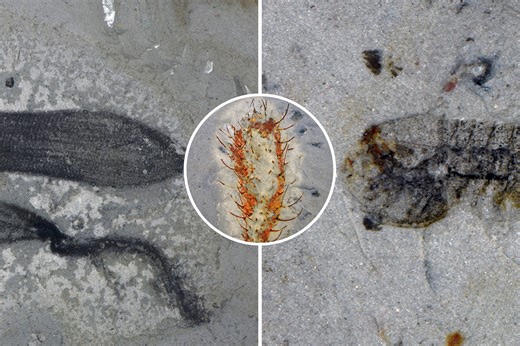 Scientists discover 90 strange new species from 512 million years ago