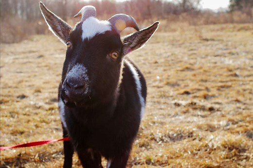 64 Name Ideas for Pet Goats and Sheep