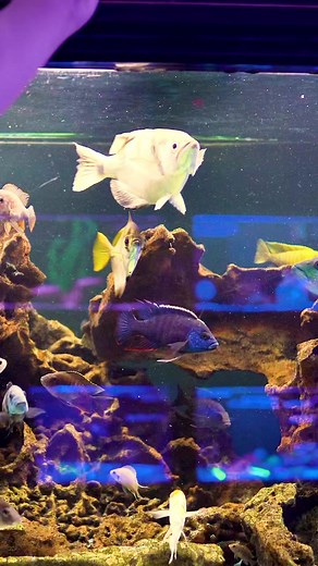 40 years Seaview Aquarium! - Proudly family owned and operated. Serving Adelaide and beyond since 1983. | Seaview Aquarium Centre