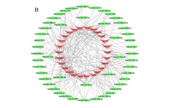 networkanalyst使用|预测TF-gene,TF-miRNA,disease-chemical等相互作用网络并用Cytoscape作图