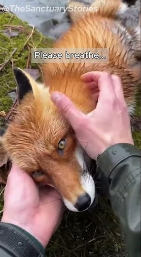 Rescuing a Fox From Freezing to Death