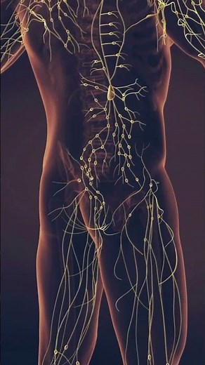 linfonodos #curiosidades #imunologia #hematologia #anatomy