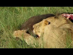 11 4 Löwen gegen Hyänen