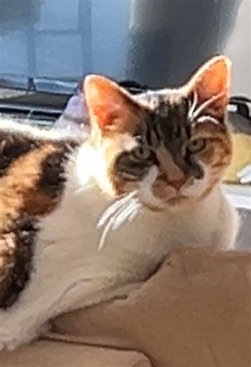 Grumpy cat #whysoserious #grumpycat #grumpy #cat #fyp