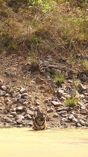 1.1M views · 19K reactions |  A young Bengal tiger enjoying a moment...