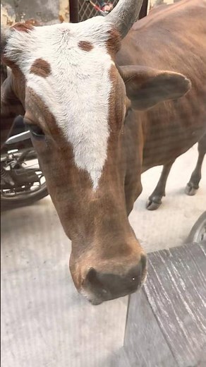 gaaye ne gate khol diya 😯#minivlog #dailyvlog #vloglife #shortvideo