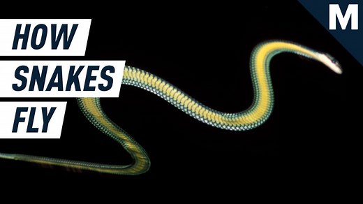 Flying snakes are able to glide across the air like acrobats. Here’s how they do it.