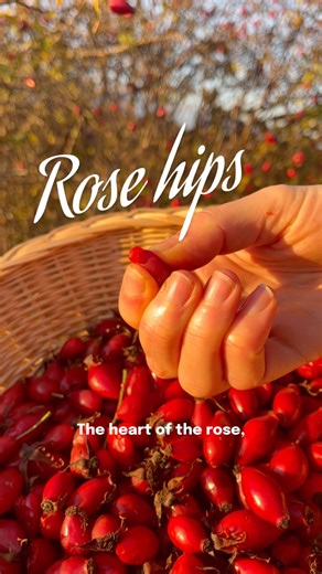 Annelie Sauer • Holistic Health Coach on Instagram: "RECIPE & tips👇🏼🌹 If you’re lucky enough to have a rugosa rose plant (basically most rose plants, even the cultivated ones) nearby, wait until the hips are soft to the touch before harvesting. Eat them fresh, pick the ones light red soft to touch and squeeze out the gel (BUT avoid eating the seeds). You can turn them into a delicious rose hip sirup or simply dry them for tea. Rose hip Syrup 🌹 • 500 g fresh or dried rose hips • 1 L water • 2