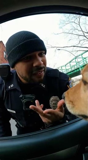 Dog Pulled Over for Driving!