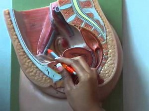 Anatomy & Physiology: Female Reproductive System Model HD Walkthrough