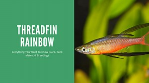 Threadfin Rainbow - A Complete Care Guide