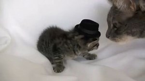 Kitten Wearing a Tiny Hat Got Punched