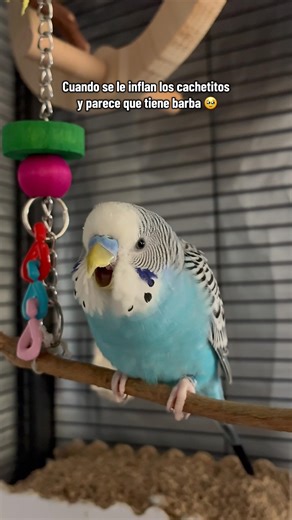 When his cheeks puff out & he looks like he has a beard 🥹#periquitosaustralianos #budgies #pets