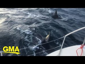 Skipper speaks out after encounter with aggressive pod of Orcas l GMA