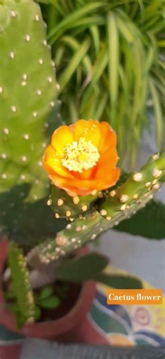 CATUS FLOWER#NATURE SPEAKS
