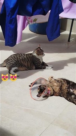 Kittens sunbathing #cat #cutepets #animals #cats #viralshorts #youtubeshorts #followforfollow