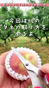 桃のタネの取り方：100均の剪定バサミを使って簡単に！