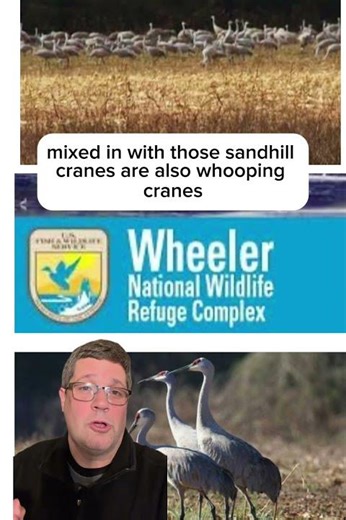 It’s Sandhill Crane Season in Decatur, Alabama